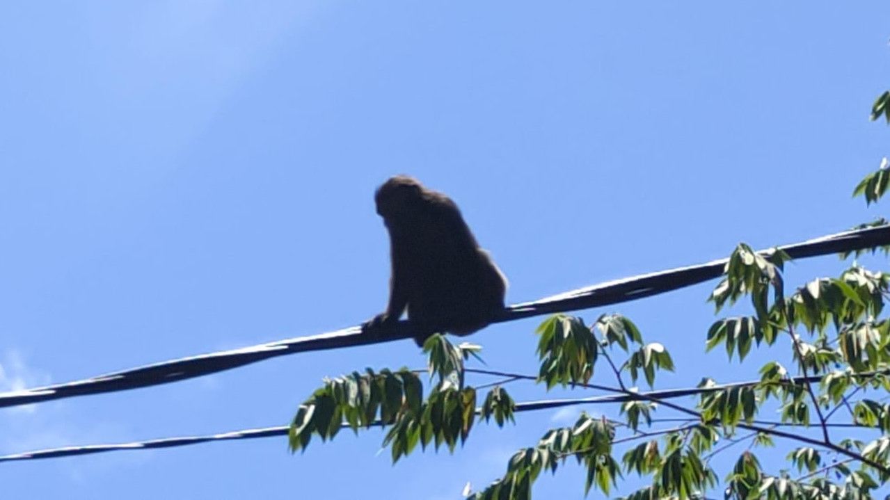 Monyet Liar Resahkan Warga, Damkar Makassar Turun Tangan Evakuasi Meski Sempat Kesulitan